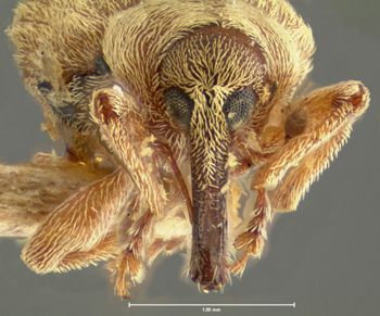 Media type: image;   Entomology 5195 Aspect: head frontal view